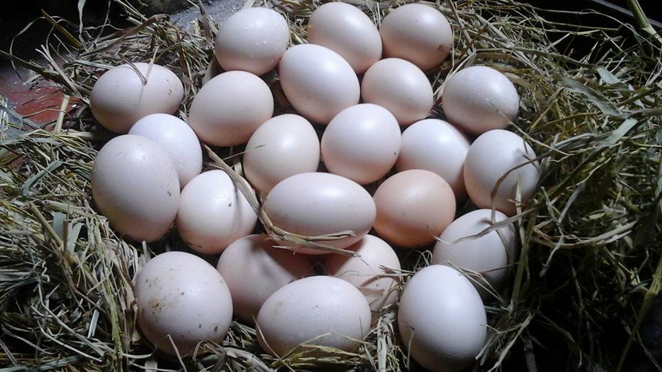 Kỹ thuật nuôi gà siêu trứng mang tiền tươi thóc thật trong ngày - ảnh 4