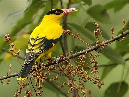 Những Loài chim Vàng Anh nổi bật và sinh sống trên Thế Giới - Khám Phá Chim  Cảnh || Đat Bird TV - YouTube