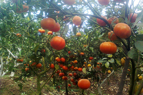 Kỹ thuật trồng cây và chăm sóc Cam canh cho quả sai, trái ngọt - ảnh 2