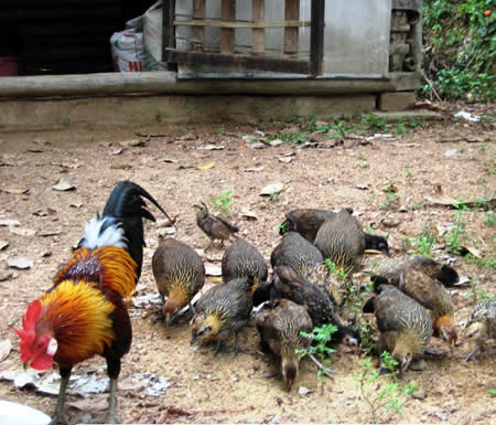 Kỹ thuật nuôi và chăm sóc gà rừng phải thường xuyên phòng bệnh mới đem lại hiệu quả như mong muốn. Ảnh minh họa Kỹ thuật nuôi và chăm sóc gà rừng phải thường xuyên phòng bệnh mới đem lại hiệu quả như mong muốn. Ảnh minh họa