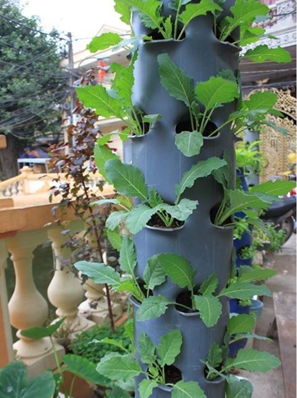 Kỹ thuật trồng rau sạch bằng ống nhựa cả nhà ăn không xuể - ảnh 2