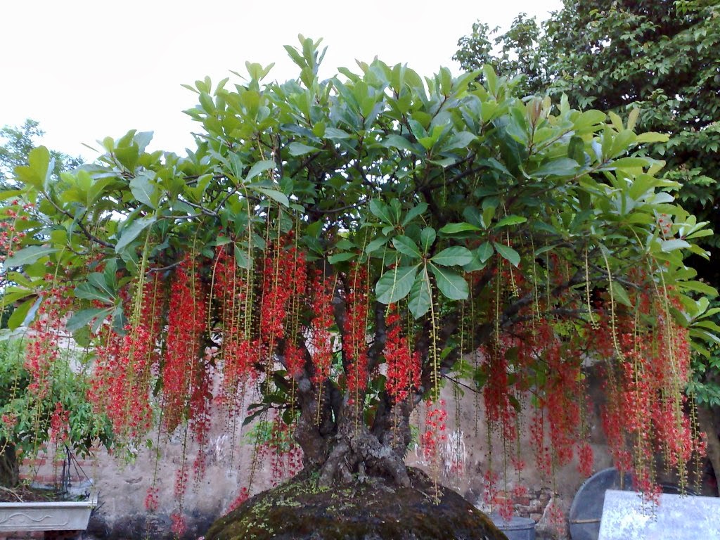 Kỹ thuật trồng cây Lộc vừng cho hoa nở đỏ rực như ý muốn