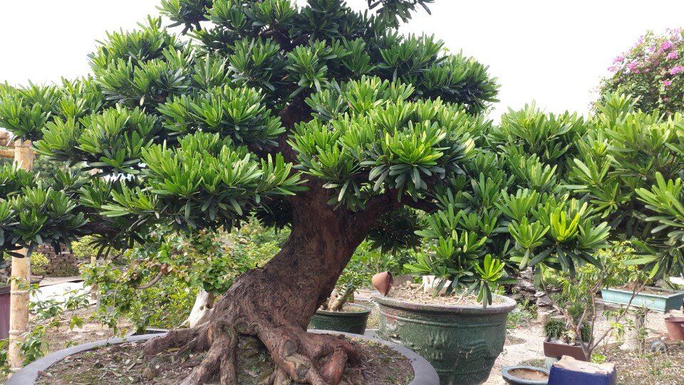 Kỹ thuật trồng cây Tùng La Hán và cách tạo thế bonsai đẹp hút hồn - ảnh 1