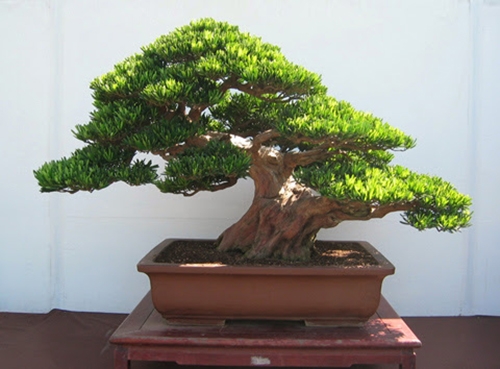 Kỹ thuật trồng cây Tùng La Hán bonsai phải chú ý cắt tỉa và không nên bón phân khi cây không ra đọt. Ảnh minh họa 