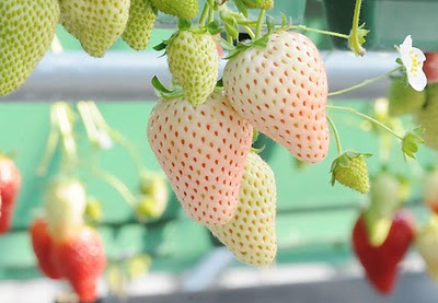 Kỹ thuật trồng cây dâu tây dứa cho quả sai cần phải chọn giống tốt, chăm sóc đúng cách. Ảnh minh họa Kỹ thuật trồng cây dâu tây dứa cho quả sai cần phải chọn giống tốt, chăm sóc đúng cách. Ảnh minh họa