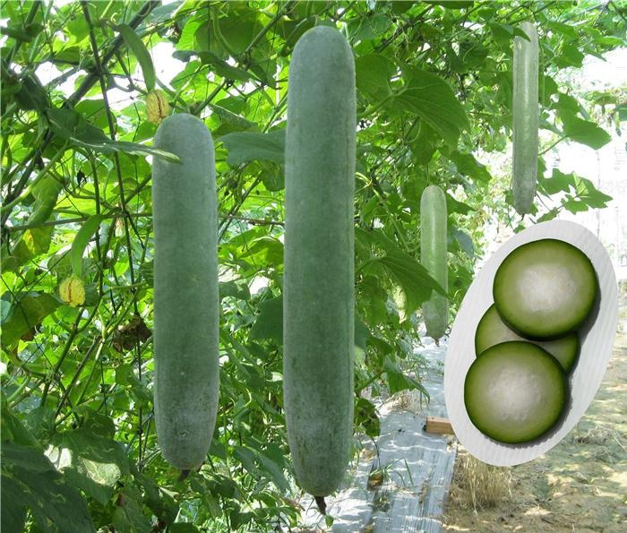 Kỹ thuật trồng bí xanh ăn giải nhiệt mùa hè với quả sai trĩu giàn - ảnh 1
