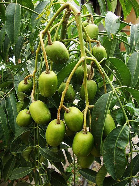 Kỹ thuật trồng cây cóc Thái trên sân thượng cho trái ăn quanh năm - ảnh 2