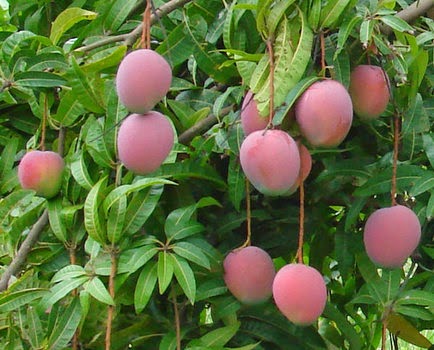 Kỹ thuật trồng cây Xoài tím cần phải phòng bệnh ngay từ khi cây còn nhỏ mới cho ra quả chín mọng, thơm ngon. Ảnh minh họa