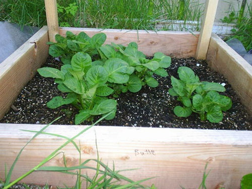 Để cây khoai tây phát triển nhanh thì cần có kỹ thuật trồng cây đúng cách. Ảnh minh họa 