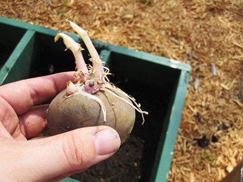 Kỹ thuật trồng khoai tây tại nhà bằng củ mầm cực đơn giản. Ảnh minh họa 
