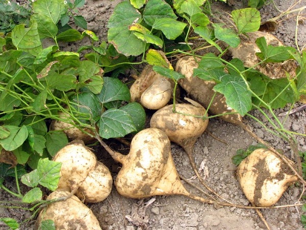 Kỹ thuật trồng củ đậu bằng chậu tại nhà đơn giản, ăn giải nhiệt và bổ dưỡng  - ảnh 2