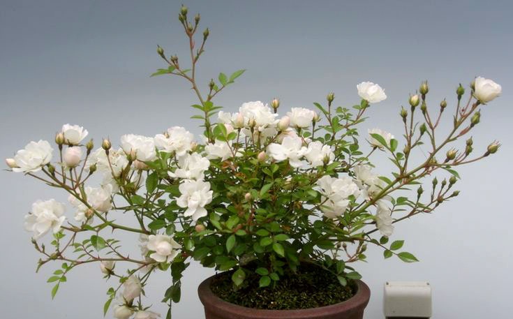 Kỹ thuật trồng cây hoa hồng bonsai độc, lạ thu tiền triệu mỗi cây - ảnh 1
