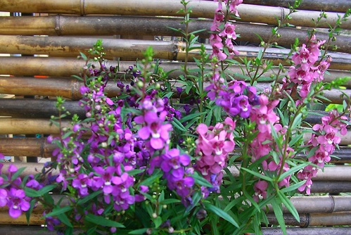 Kỹ thuật trồng hoa Ngọc hân khá đơn giản nhưng việc chăm sóc để có hoa nở đẹp phải đúng cách. Ảnh minh họa