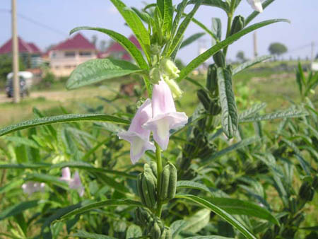 Nhiều công dụng, kỹ thuật trồng cây vừng lại đơn giản. Ảnh minh họa Nhiều công dụng, kỹ thuật trồng cây vừng lại đơn giản. Ảnh minh họa