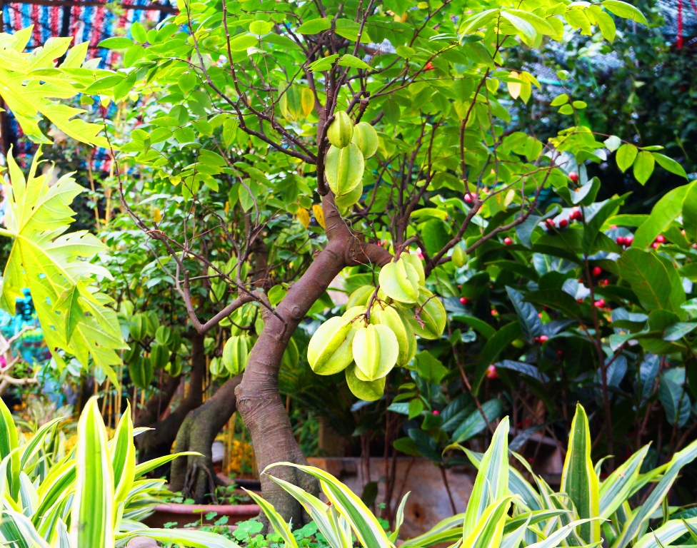 Kỹ thuật trồng cây khế bonsai đẹp miễn chê quả lại sai trĩu cành