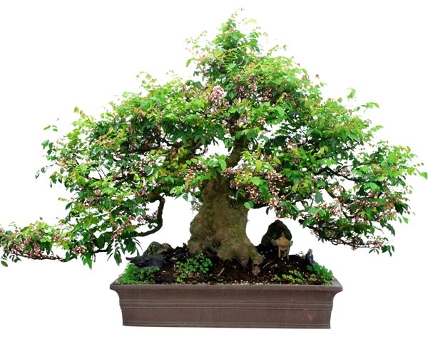Kỹ thuật trồng và chăm sóc cây khế bonsai