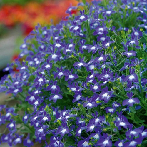 Kỹ thuật trồng cây hoa Thúy điệp chậu treo cho vườn nhà rực rỡ sắc hương - ảnh 5
