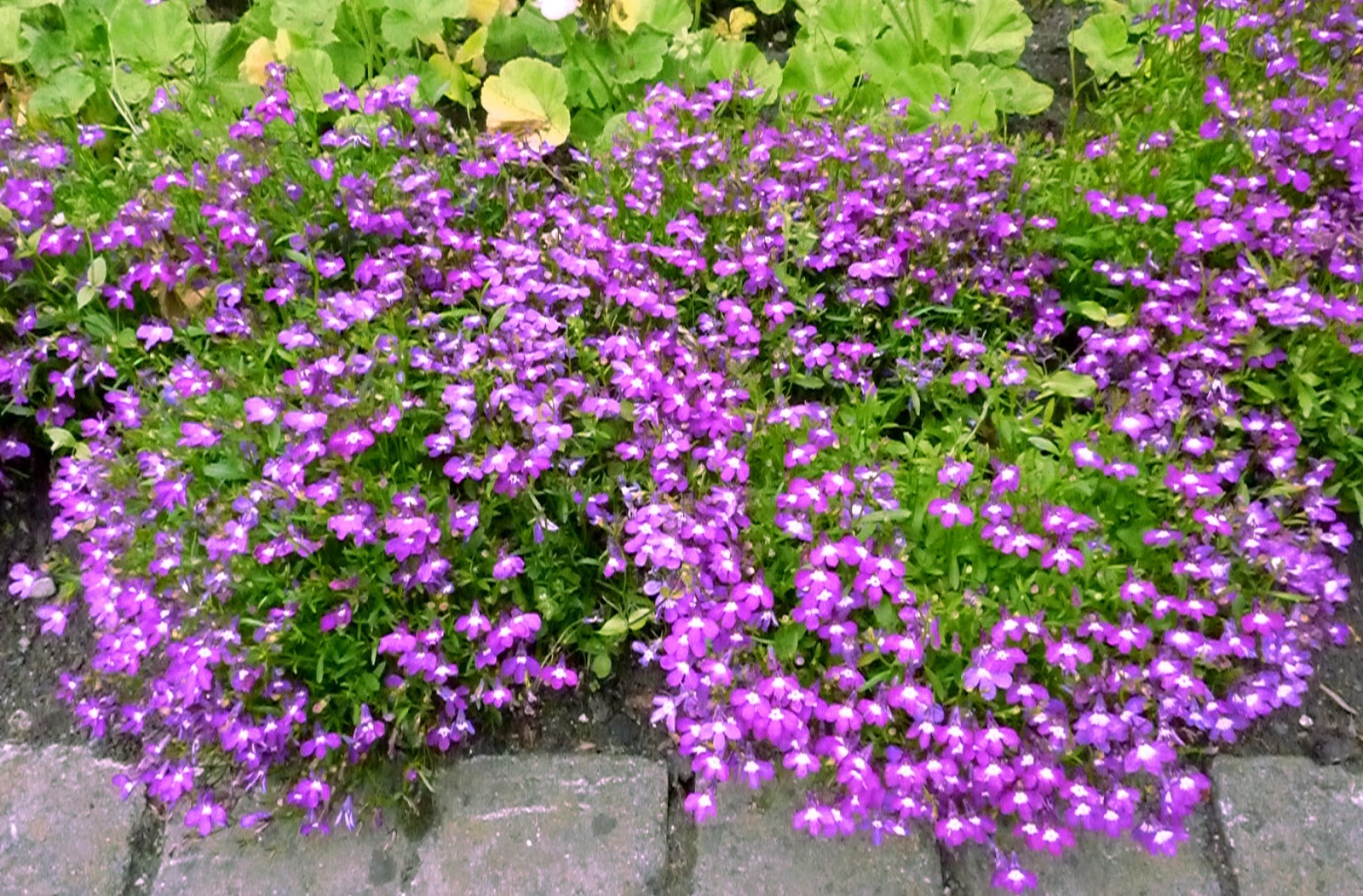 Kỹ thuật trồng cây hoa Thúy điệp chậu treo cho vườn nhà rực rỡ sắc hương - ảnh 3