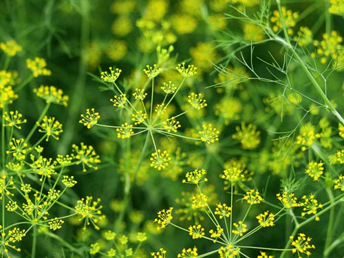 Kỹ thuật trồng cây Thì là vừa làm rau ăn vừa phòng bệnh hiệu quả - ảnh 2 Kỹ thuật trồng cây Thì là vừa làm rau ăn vừa phòng bệnh hiệu quả - ảnh 2