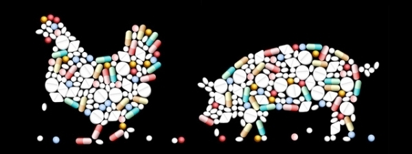  WHO cảnh báo tình trạng sử dụng thuốc kháng sinh trong chăn nuôi đang ở mức báo động. Ảnh minh họa