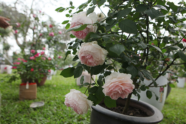 Kỹ thuật trồng hoa hồng đào cổ mang hương thơm nồng nàn - ảnh 3
