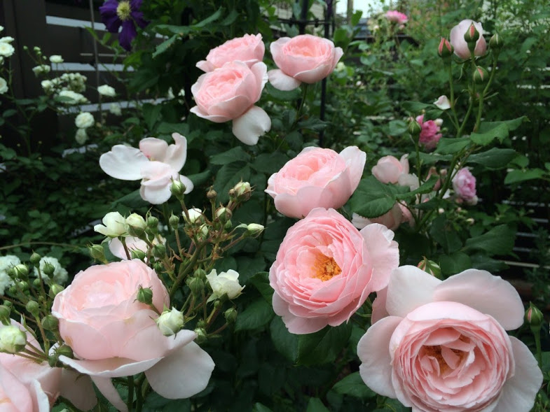 Trồng hoa hồng leo Nahéma Rose mang vẻ đẹp khó cưỡng. Ảnh minh họa