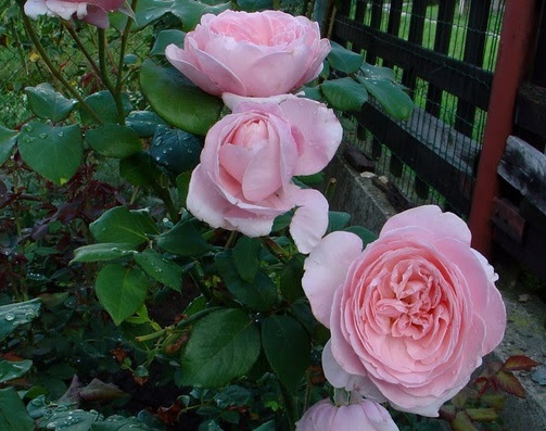 Kỹ thuật trồng hoa hồng leo Nahéma Rose thơm ngọt ngào, nổi bật, trồng đơn giản - ảnh 2