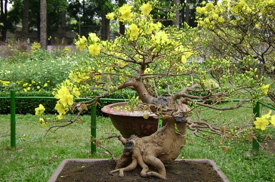Cách phòng trị các bệnh thường gặp trên cây Mai vàng để hoa nở đẹp đúng dịp Tết - ảnh 1