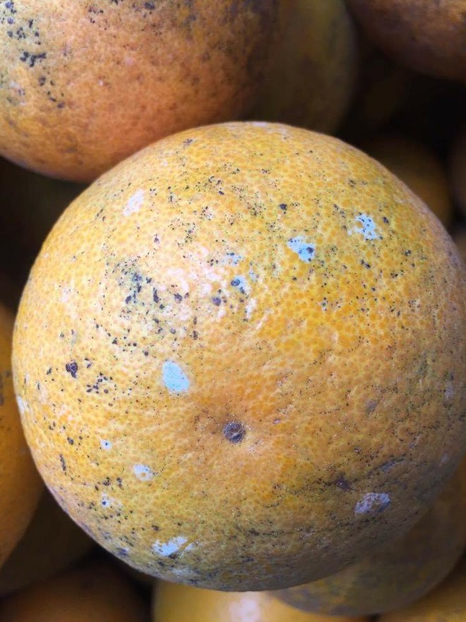 Sự thật về thông tin đốm xanh như mốc trên vỏ quả cam Việt Nam