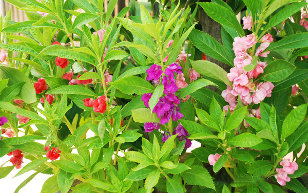  Kỹ thuật trồng cây hoa móng tay cho vườn nhà rực rỡ, may mắn quanh năm. Ảnh minh họa