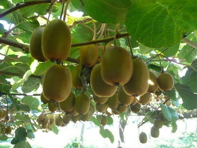 Kỹ thuật trồng cây kiwi bằng hạt tại nhà cho quả sai trĩu cành cực kỳ đơn giản - ảnh 1
