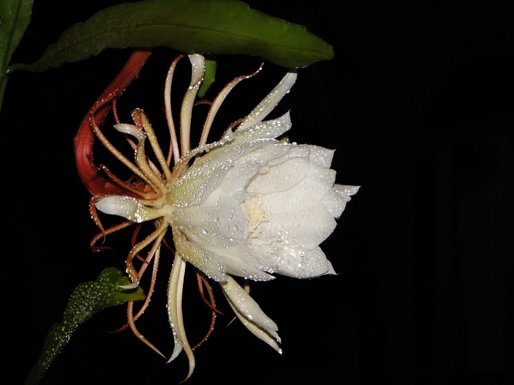 Kỹ thuật trồng hoa Quỳnh Giao nở quanh năm mang hương thơm nồng nàn   - ảnh 2
