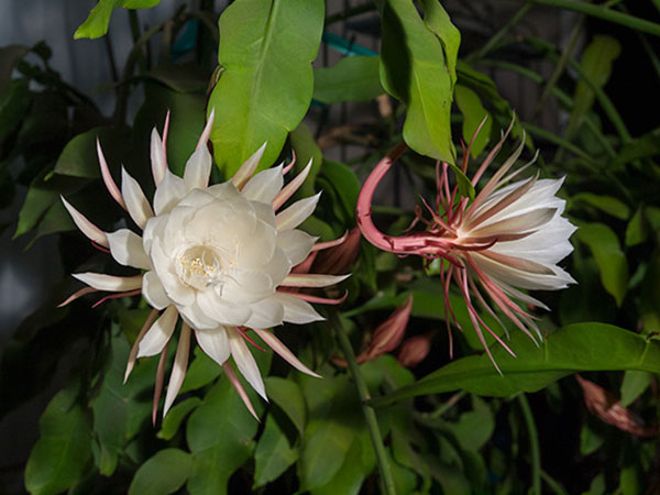 Kỹ thuật trồng hoa Quỳnh Giao nở quanh năm mang hương thơm nồng nàn   - ảnh 1