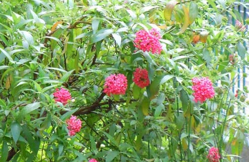  Cây liễu hồng có hoa với nhiều màu sắc rực rỡ. Ảnh minh họa
