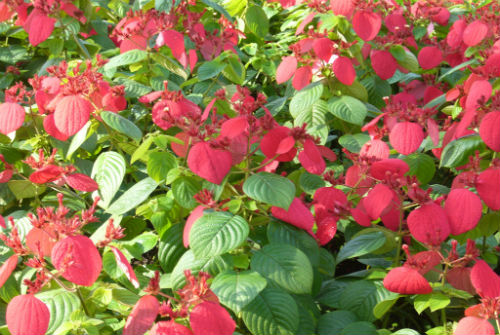  Kỹ thuật trồng cây hoa bướm đỏ cho vườn nhà ngập sắc đỏ. Ảnh minh họa