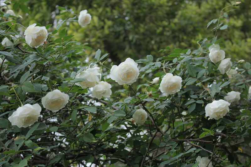 Kỹ thuật trồng hoa hồng bạch cổ mang vẻ đẹp tinh khiết, hương thơm ngào ngạt - ảnh 1