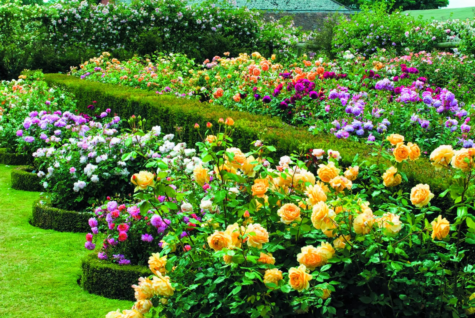  Kỹ thuật trồng và ghép hoa hồng nhiều màu cần phải tuân thủ kỹ thuật cơ bản. Ảnh minh họa