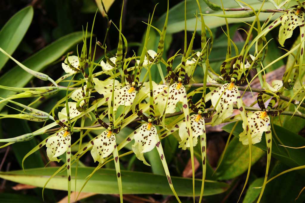  Kỹ thuật trồng hoa lan nhện mang vẻ đẹp độc, lạ cho khu vườn nhà bạn. Ảnh minh họa