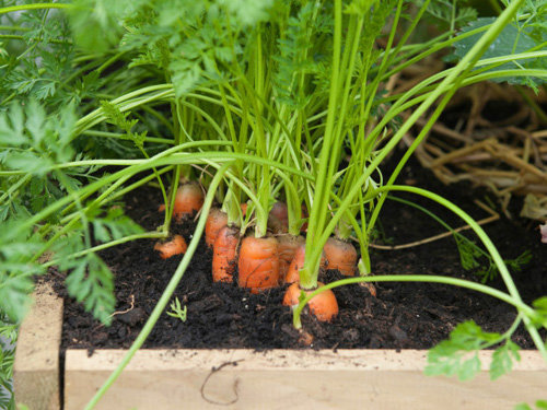 Kỹ thuật trồng cây cà rốt tại nhà mang năng suất cao. Ảnh minh họa