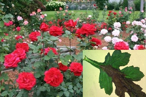  Trồng hoa hồng không chỉ mắc bệnh đốm lá, phấn trắng mà bệnh héo Verticillium cũng thường xuyên xuất hiện. Ảnh minh họa