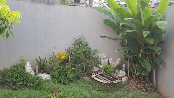  Kỹ thuật trồng cây cỏ nhung Nhật để trang trí sân vườn. Ảnh: Doãn Trung