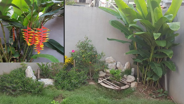  Kỹ thuật trồng cây chuối tràng pháo cho góc vườn nhà bạn đẹp rực rỡ, ấn tượng. Ảnh: Doãn Trung
