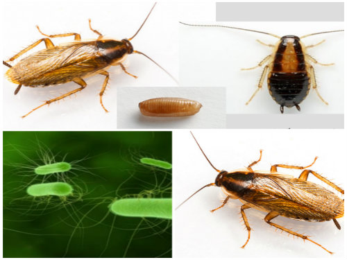 Gián Đức xuất hiện nhiều ở Hà Nội và rất khó tiêu diệt, nguy hiểm hơn là có thể lây bệnh