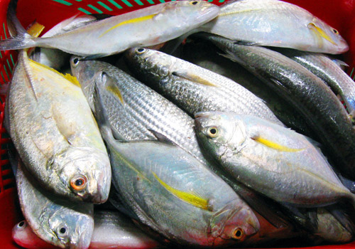 Bí quyết lựa chọn thực phẩm an toàn luôn là lựa chọn những thực phẩm tươi, không có dấu hiệu lạ 