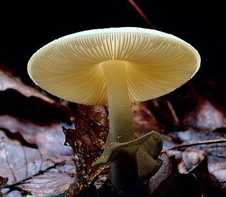 Nấm Amanita bisporigera còn được đặt biệt danh thiên thần chết. Chất độc trong loài nấm hình mũ trắng này phá hủy gan, thận và gây chết người sau vài ngày.