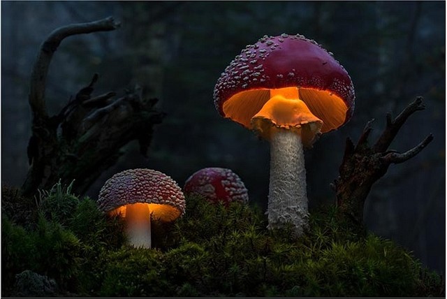 Nấm đèn lồng hay còn gọi là nấm Amanita muscaria còn mệnh danh là Lửa cáo vì ánh sáng đỏ nhè nhẹ mà chúng phát ra giống màu cam như đuôi cáo. 
