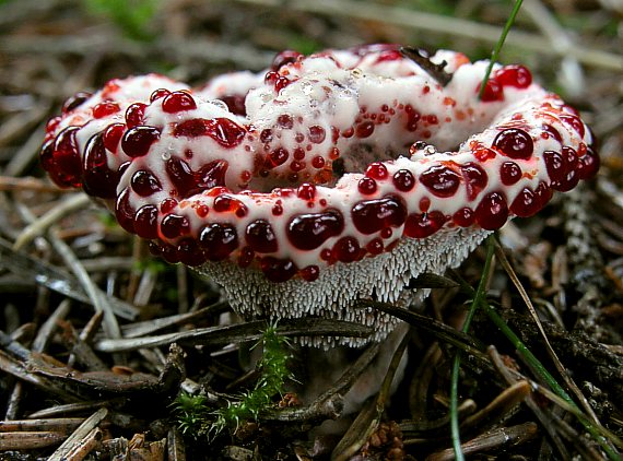 Nấm chảy máu Hydnellum pecki được tìm thấy ở trong rừng lá kim Bắc Mỹ, ngày nay chúng đã xâm lấn sang châu Âu, Hàn Quốc, Iran. Những chất lỏng màu đỏ như máu thoát ra qua các lỗ nhỏ trên mũ nấm như một kiểu bài tiết đặc biệt của loài nấm này.