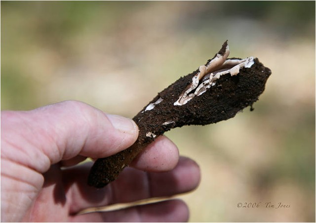 Nấm xì gà Chorioactis geaster là một trong những loại nấm quý hiếm chỉ mọc ở vùng trung tâm Texas, một số nơi ở Nhật Bản. Nấm xì gà được phát hiện do âm thanh như tiếng húyt sáo mỗi khi chúng giải phóng bào tử vào môi trường.