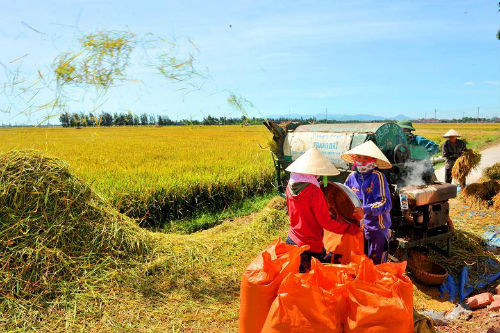 Năng suất ngành nông nghiệp Việt Nam đạt thấp