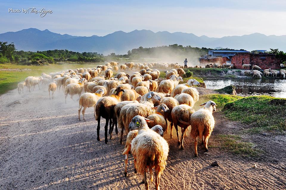 Ninh Thuận: Năng suất chất lượng thịt cừu sẽ đi lên từ thương hiệu